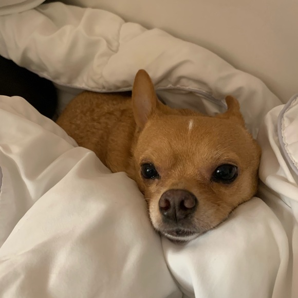 HEY Y’ALL! I’m Shellie😃Let’s POSH! Offers Welcome - Picture 5 of 5